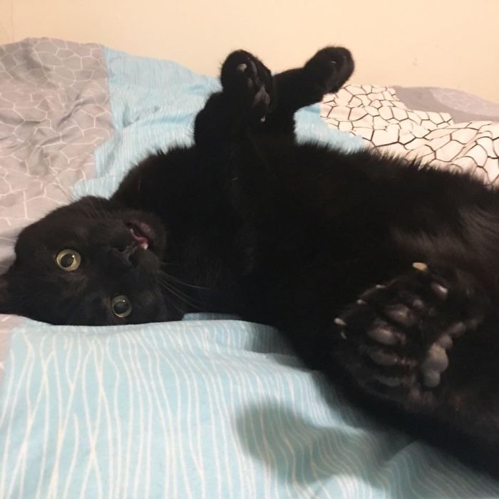 My Super Goofy, Super Polydactyl Son, Knuckles