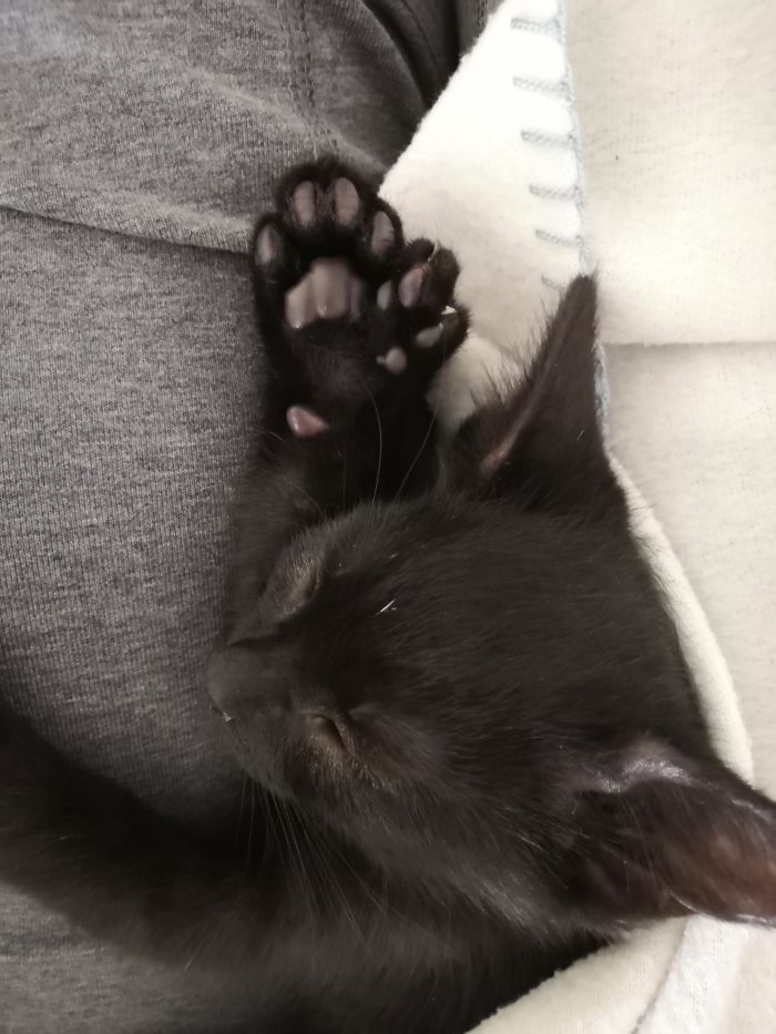 Little Jinx Showing Off His Extra Beans