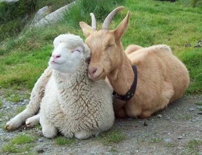 Amistad entre oveja y cabra