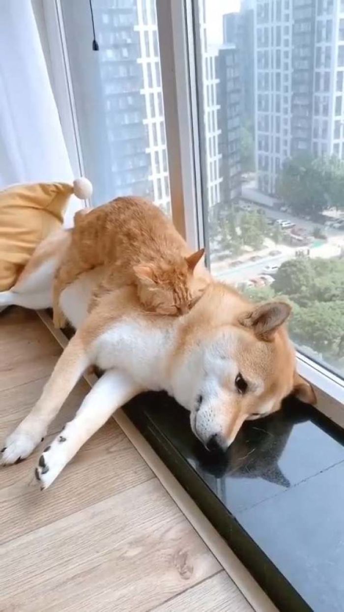 Best Friends Sleep Like This