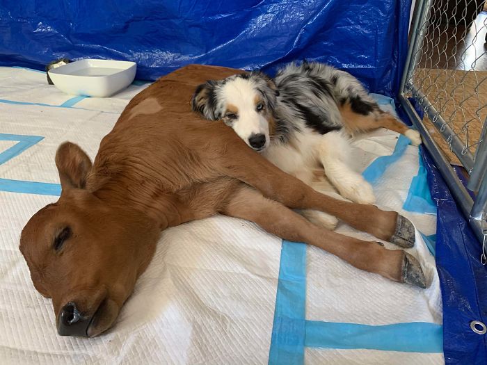 Dog And Newly Rescued Calf Who Are Best Friends At The Gentle Barn