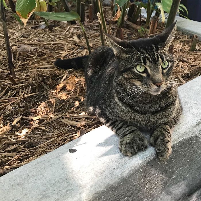 Polydactyl (Extra-Toed) Cat At Ernest Hemingway’s House In Key West