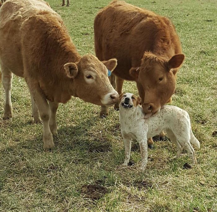 Doggo & Cow Friendship