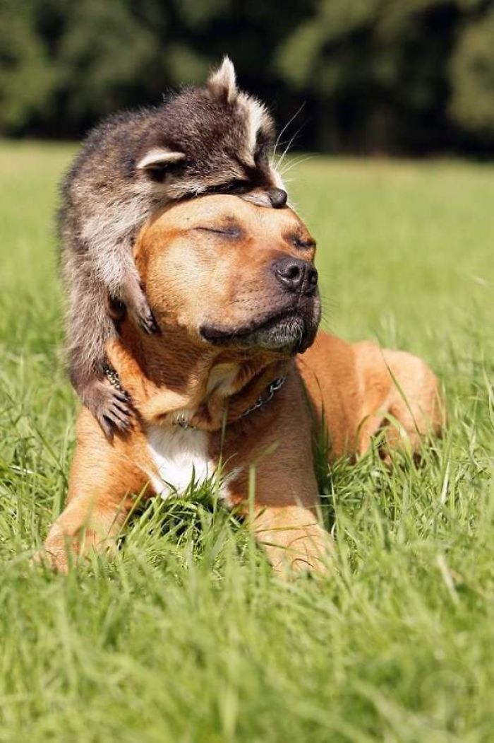 Amistad entre perro y mapache