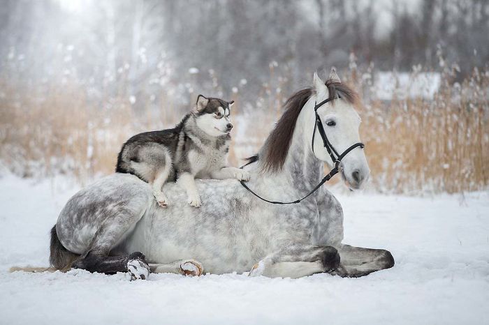 Friendship Between A Horse And Husky