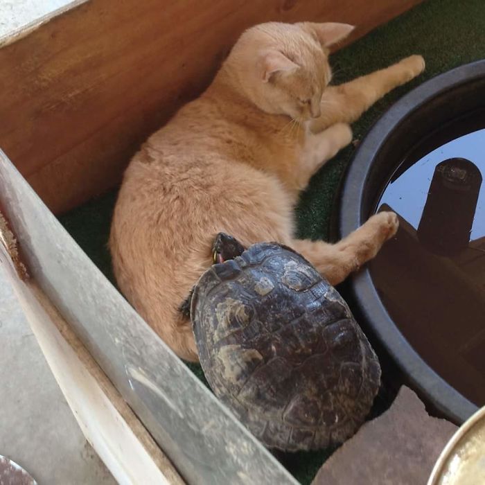 My Sister's Cat And Turtle Are The Best Of Friends