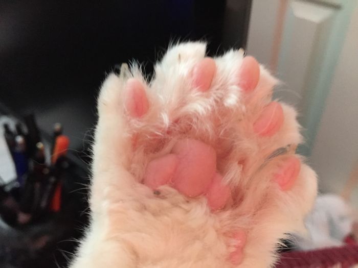 Strawberry Flavored Polydactyl Beans