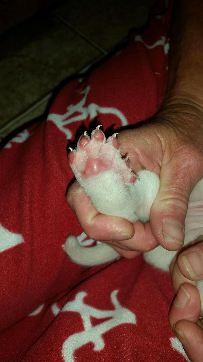 My Friends Dog Had Puppies. One Was Born Polydactyl