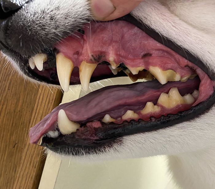 This Was A First For Me, Anyone Ever Seen A Dog With Two Canine Teeth? Other Side Was Completely Normal. Breed Is Husky