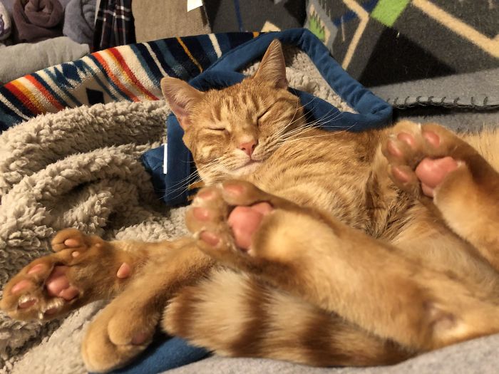 It Is Hard For Me To Resist His Extra Beans When They Wave For My Attention