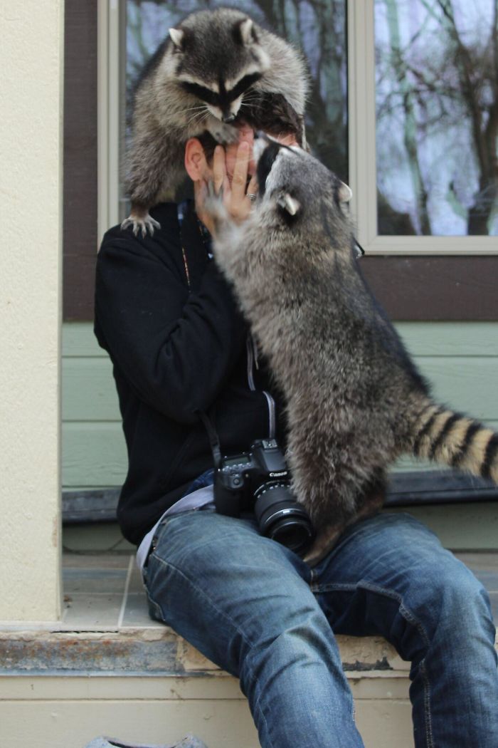 Note To Self: If You Meet Friendly Trash-Pandas And They Like The Smell Of Your Shampoo They Will Fight Over Your Head