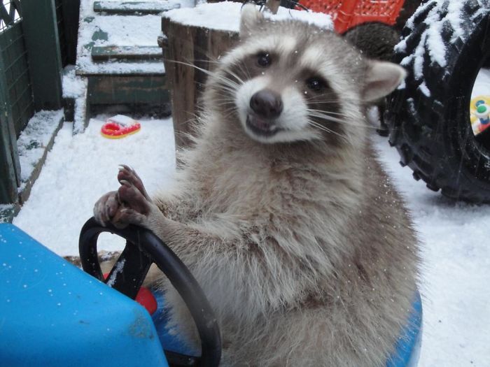 Don't Worry About The Snow, Trash Panda Is Here To Snowplow