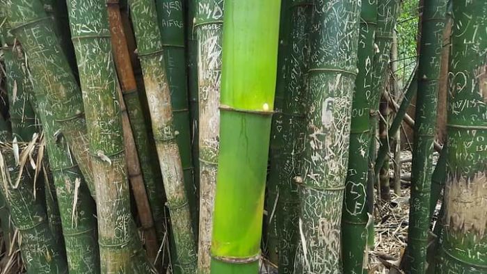Bambú que creció durante el confinamiento sin ser tocado por los turistas