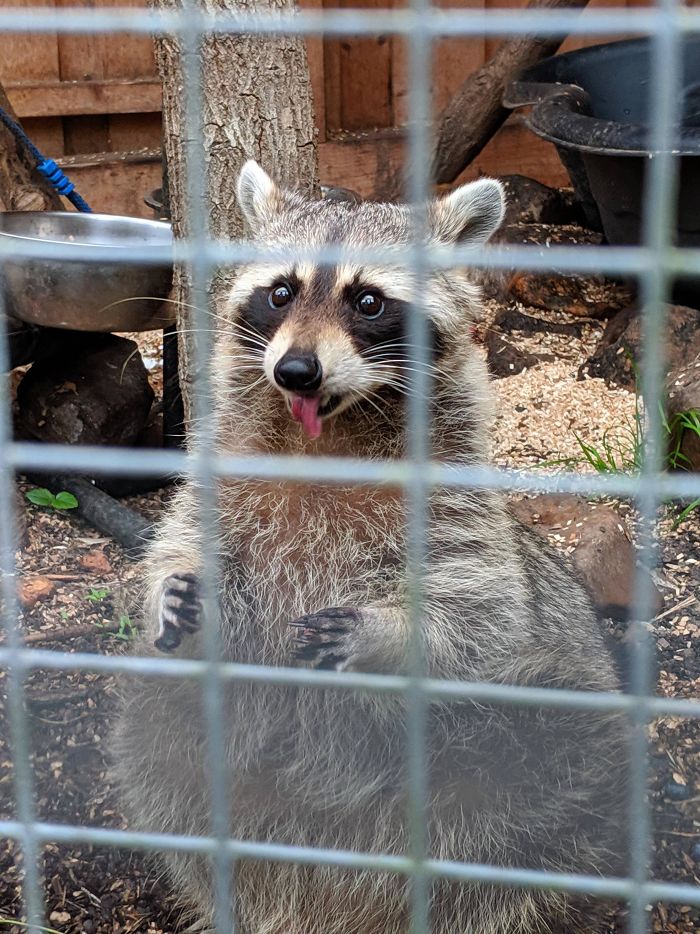Good Boy Found In Raccoon Sanctuary In Germany