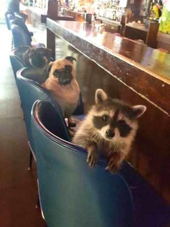 So, This Mutt, Pug And A Raccoon Walked Into A Bar