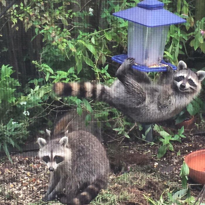My Grandma Sent Me This Photo Of These Damn Raccoons Eating Her Bird Feed