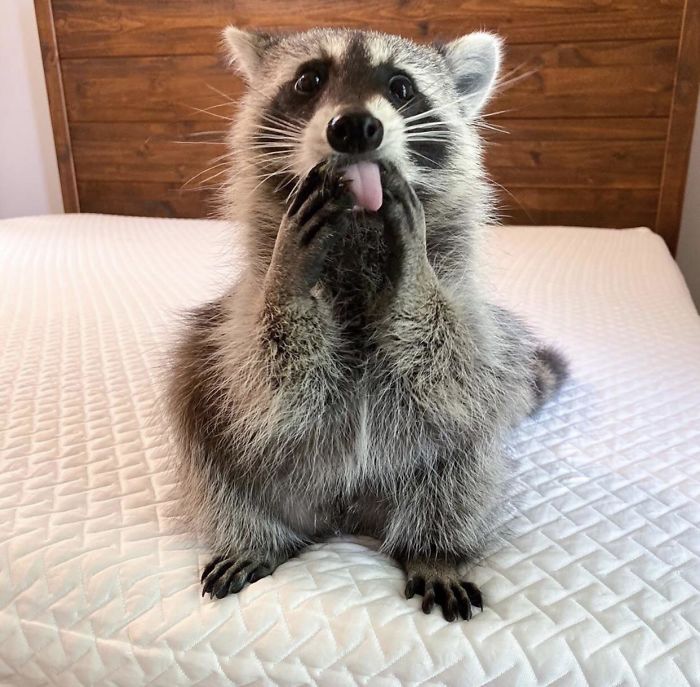 One Goofy Raccoon
