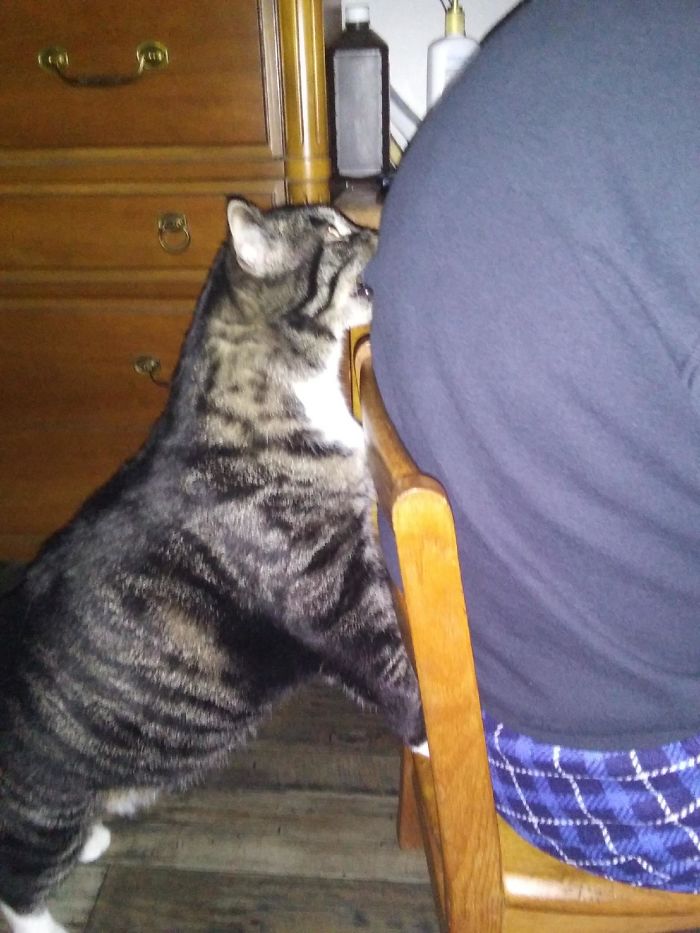 My Cat Bites My Dad Whenever He's Paying Attention To My Mom And Not Him