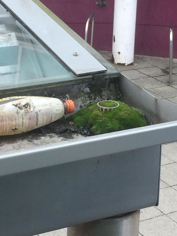 The Moss Growing In This Bus Stop Gutter Looks Like A Tiny Ancient Ruin On Top Of A Hill
