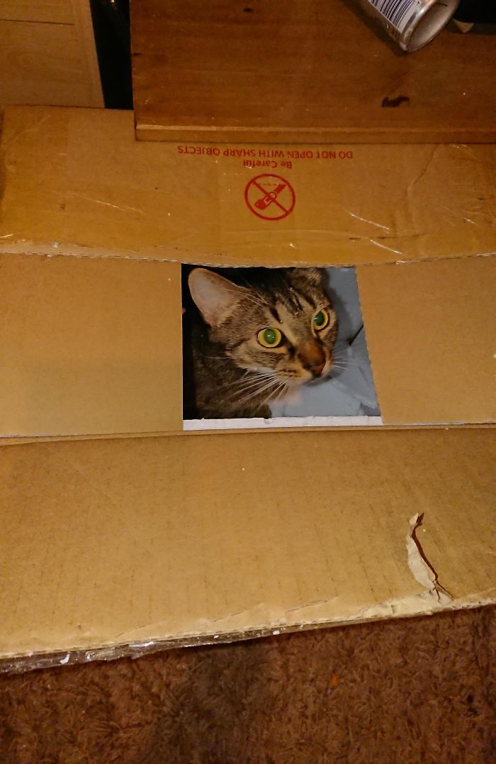 This Picture Of My Cat In A Box Looks Like A Polaroid Picture