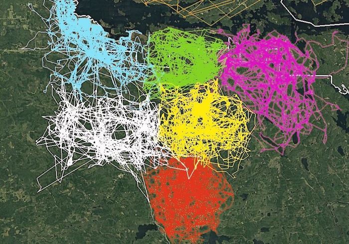 Imagen del rastreo por GPS de varios lobos en distintas manadas en el parque nacional de Voyageurs. Muestra cómo se evitan las distintas manadas