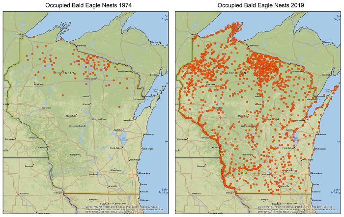 Nidos de águila calva ocupados en Wisconsin. 1974 y 2019. Se cree que han aumentado gracias a las aguas más limpias