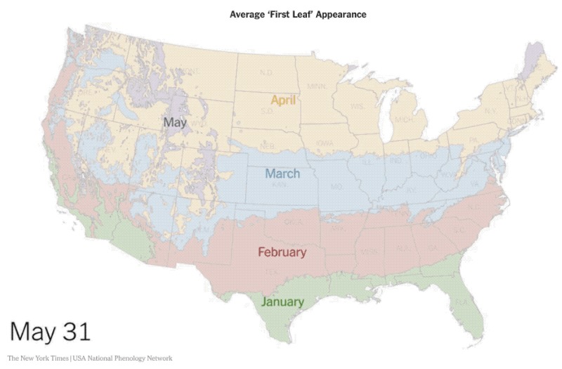 Average 'First Leaf' Appearance In The Contiguous U.S.
