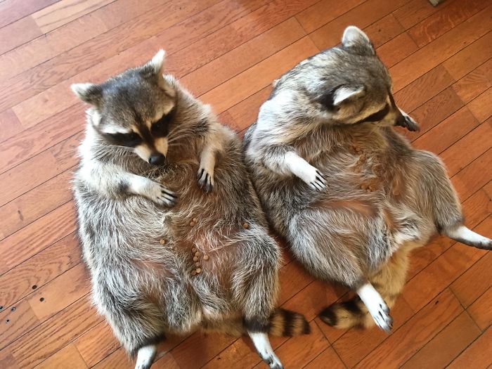 Couple Of Fatties At Busan Raccoon Cafe