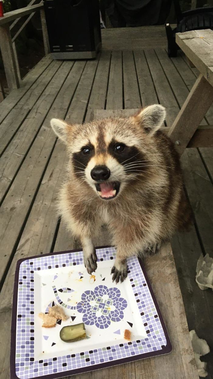 This Raccoon Does Not Like Pickles