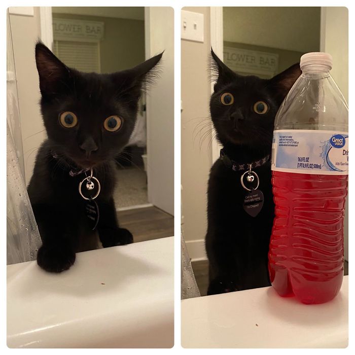 My Cat Tuna Fish’s Reaction To Seeing Me In The Bath. She’s The Most Expressive Cat I’ve Ever Had!