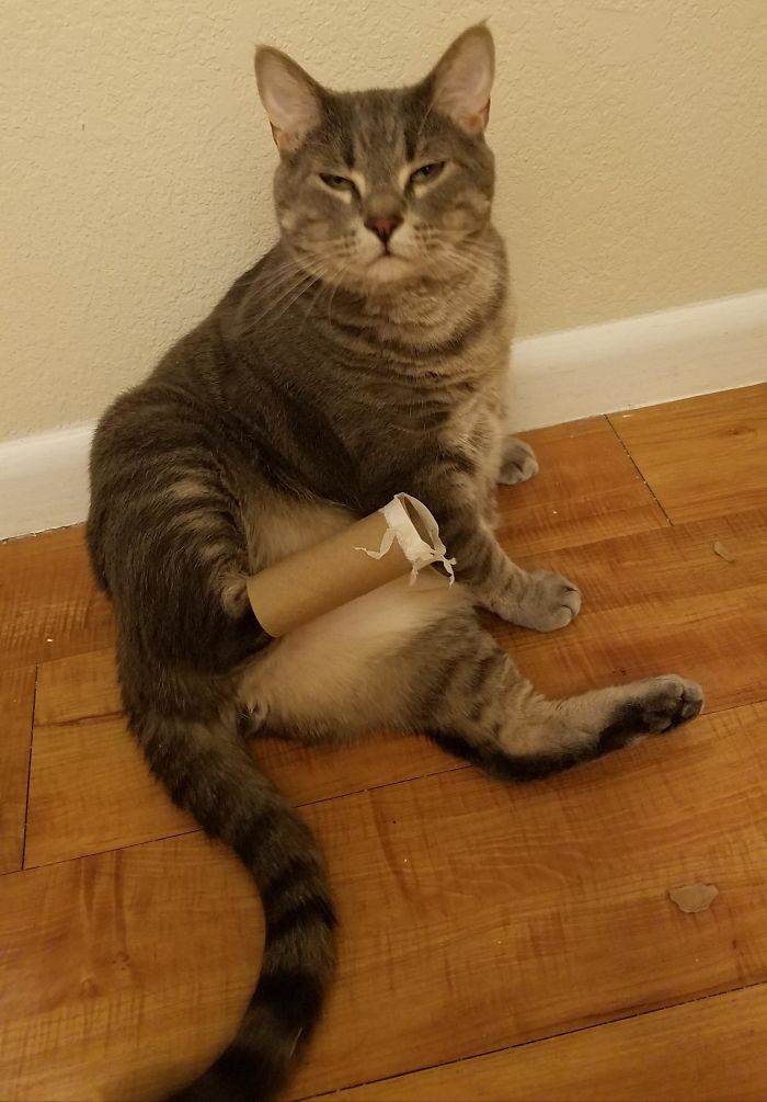 I Stuck An Empty Toilet Paper Tube On His Leg And He Gave Me This Look