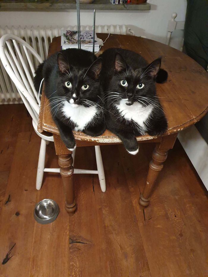 This Is Higgins And Benson, Two Brothers From South Of Stockholm, Sweden Who Likes To Hang Around When I Do The Dishes
