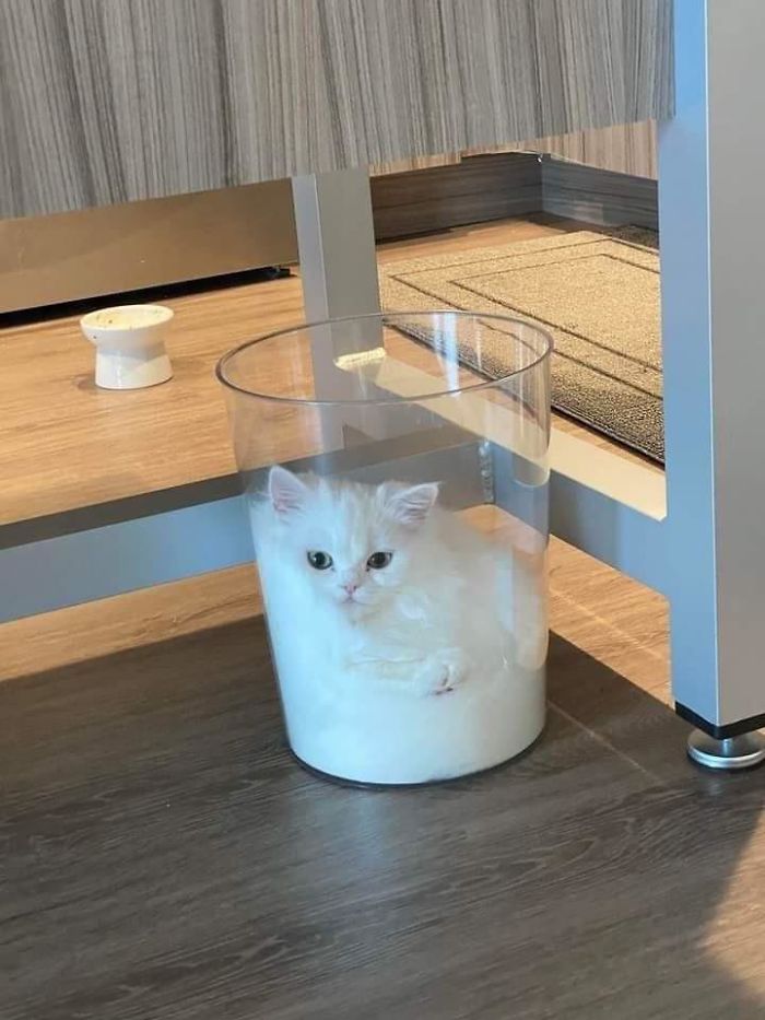 Would You Like A Cup Of Cat?