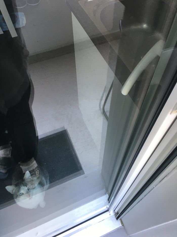 The Cat Closed The Balcony Door On Me By Standing On The Handle And Pushing It Down. I Had To Wait For Someone Who Had A Key To My Apartment To Open It Up For Me. Luckily, I Had My Phone With Me.