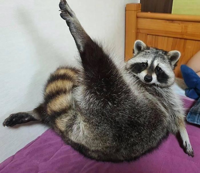 Paint Me Like One Of Your French Trash Pandas