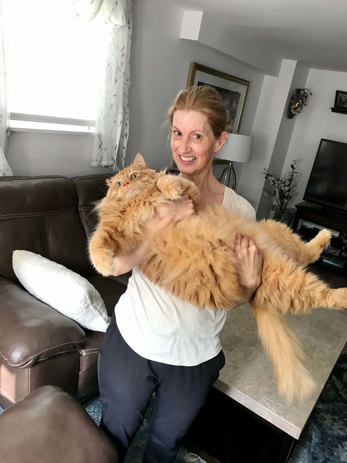 This Is Abraham, My Girlfriend’s Mom’s Giant Cat