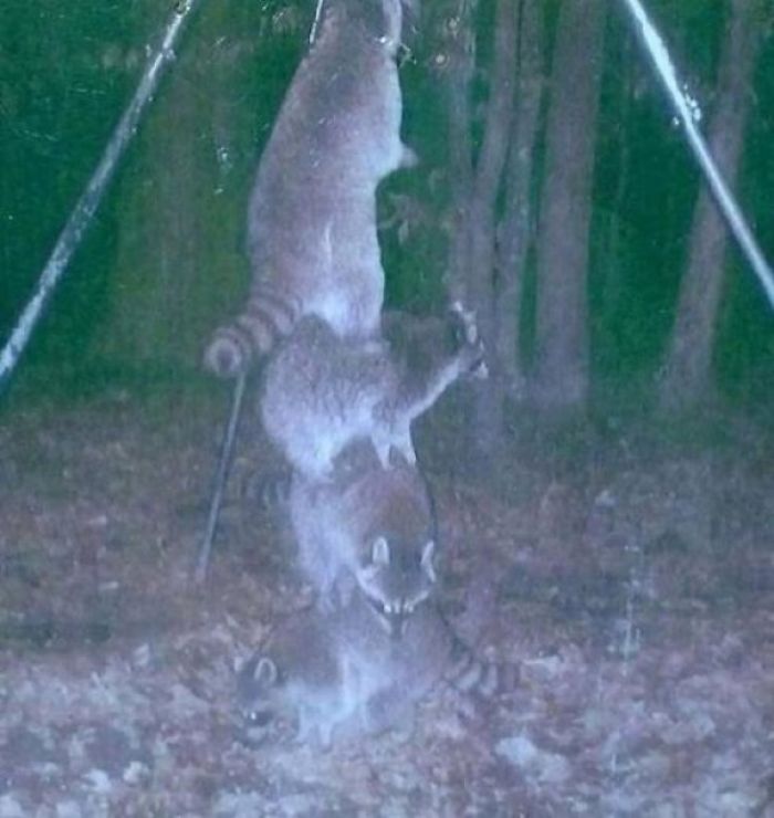 So I Set My Deer Feeder High Off The Ground So The Raccoons Couldn't Reach It