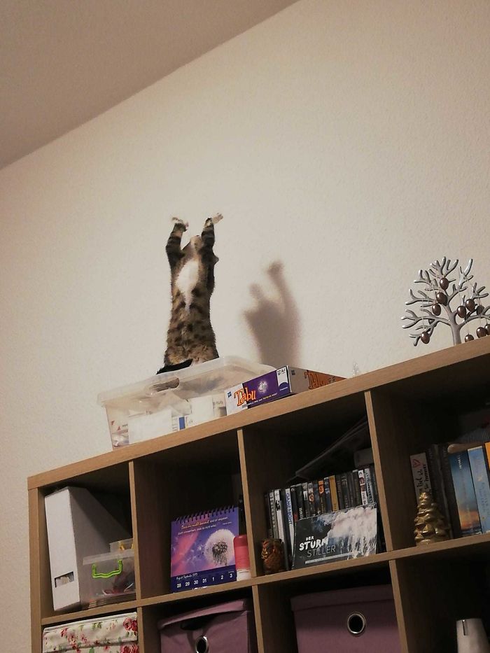 My Sister's Cat Worshipping Some Kind Of Cat God
