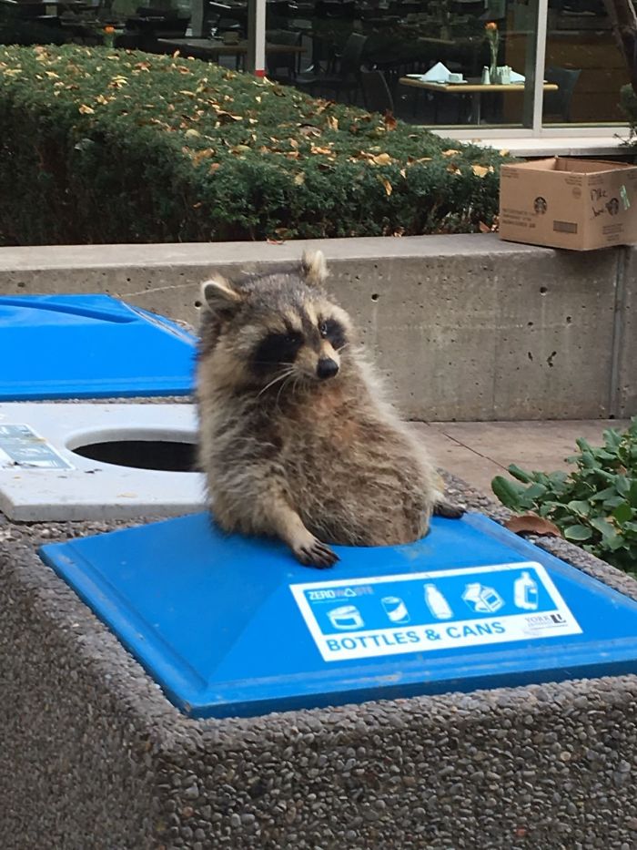 Trash Panda Reflecting On The Choices That LED Him To This Embarrassing Moment