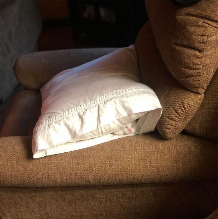 Always Check Your Pillows Before Sitting Down
