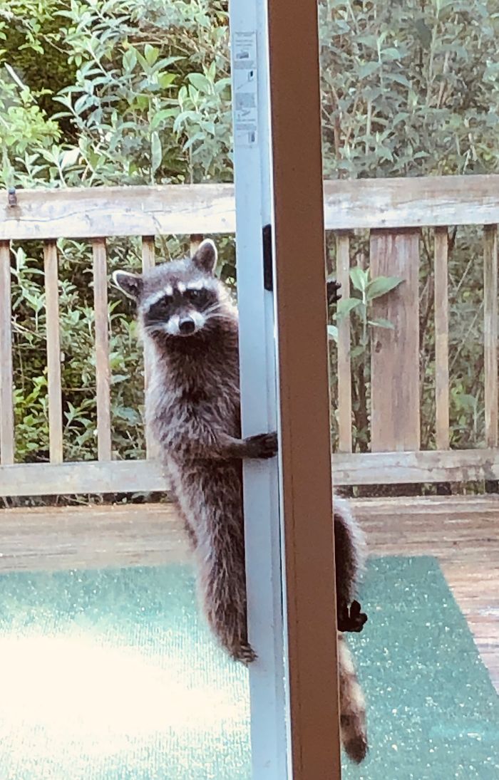 You Might Remember About A Year Ago, I Posted My Grandma's Friend Sweet Pea. Well, This Is Her New Performing Visitor, Coco. She Likes To Climb Up And Then Slide All The Way Down