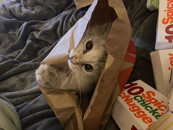 Brioche Just... Really Likes Bags