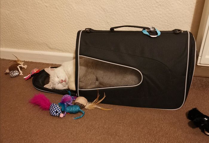 I Spend Money On Expensive Cat Beds And He Sleeps In His Cat Carrier!