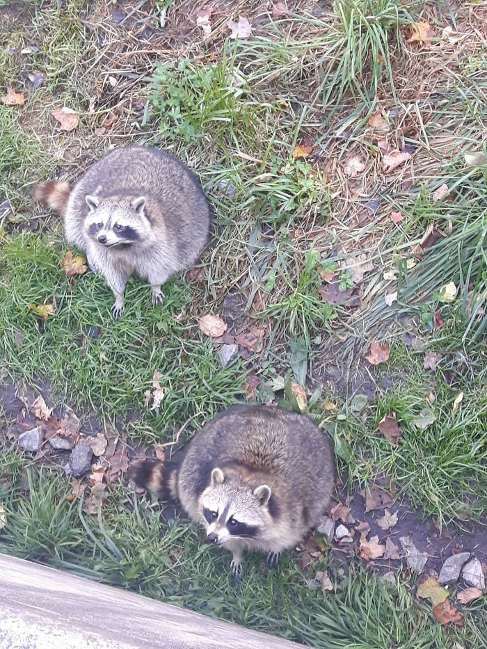 These Two Fatties At The Toronto Zoo
