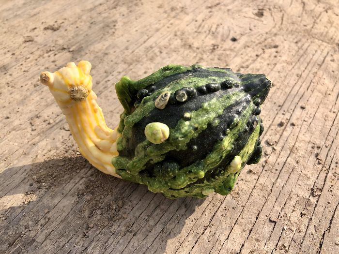 I Thought This Gourd Looked Like A Snail
