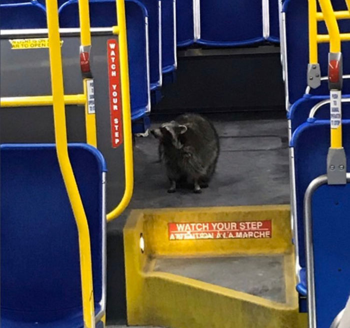 A Raccoon Somehow Ended Up On The Public Bus In Town