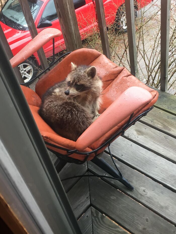 One Eyed Raccoon Staying Out Of The Rain. Slept On My Buddy’s Porch All Day