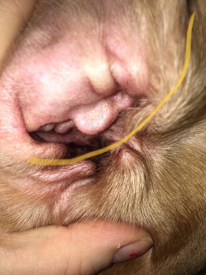 Donald Trump Found In A Dogs Ear