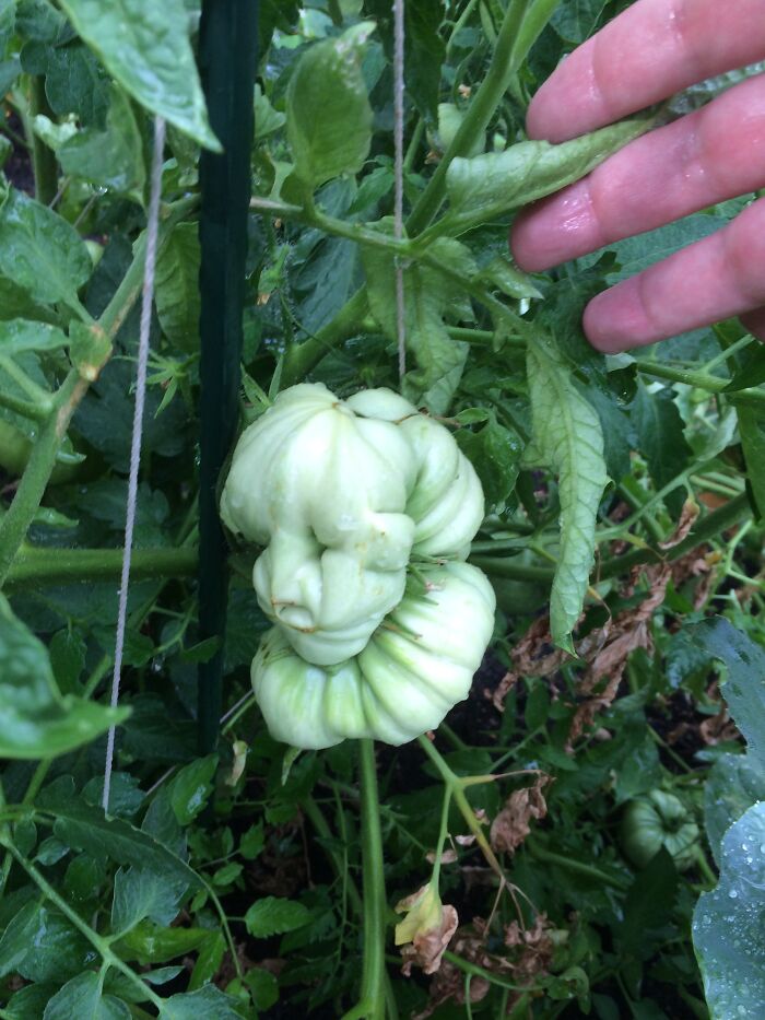 There's An Elizabethan Tomato Growing In My Garden