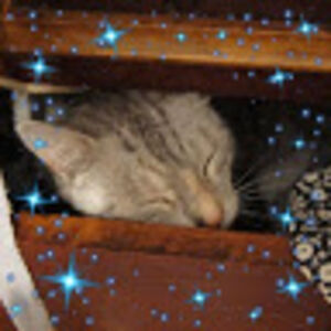 soliferiprivatecat avatar